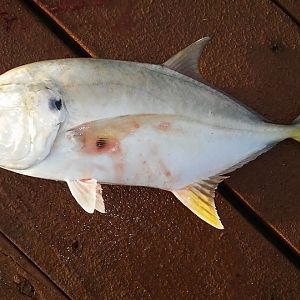 pompano