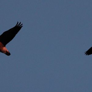 Geese at Sunset