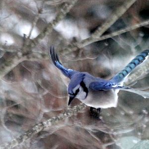 Backyard Visitors