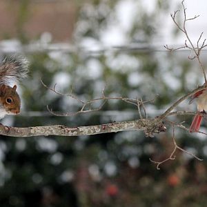 Backyard Visitors