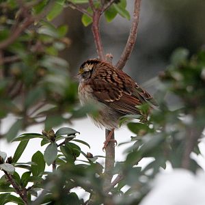 Backyard Visitors