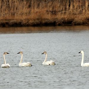 Newtowne Neck State Park