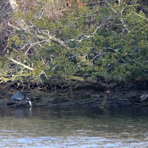 Herons