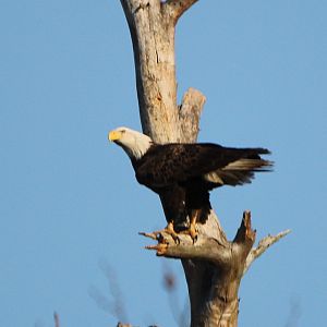 Eagle