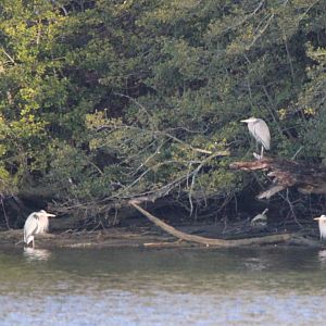 Herons