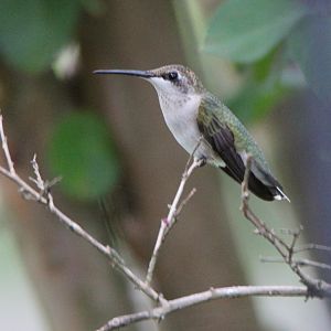 Hummingbirds