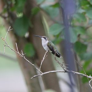 Hummingbirds