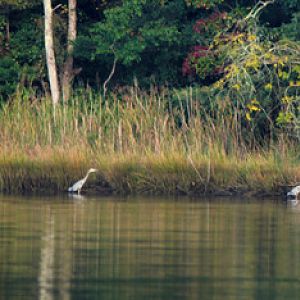 Walk_along_the_Marsh