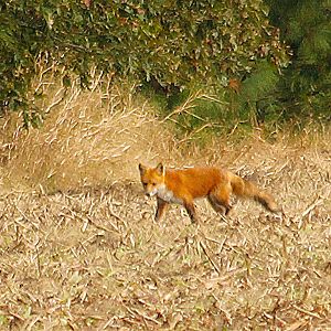 Red Fox