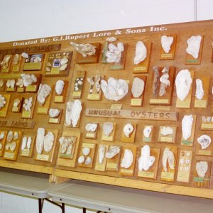 Display board showing different kinds of oysters and shells