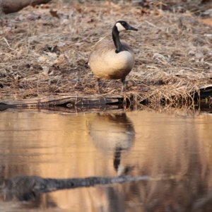 Canadian Goose