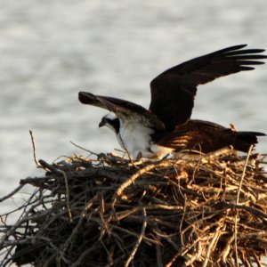 Osprey