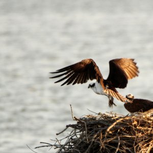 Osprey