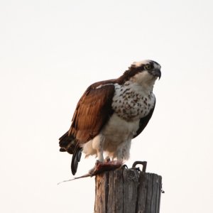 Osprey