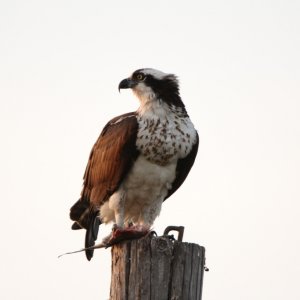 Osprey