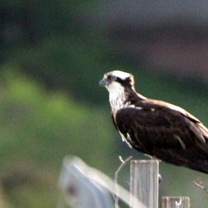 Osprey