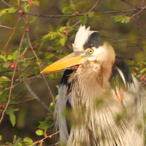 Up close Heron