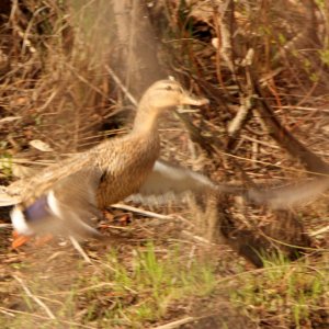 Mallard Duck