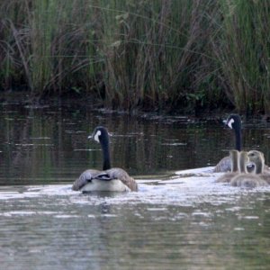 Canadian Geese