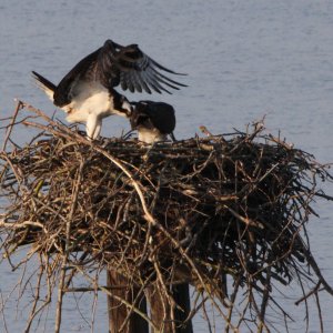 Osprey Nest