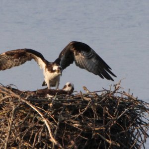 Osprey Nest 3