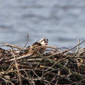 Baby Osprey