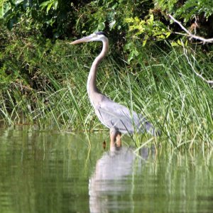 Heron3