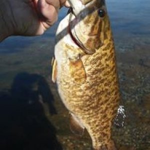 colorado river smallie.jpg