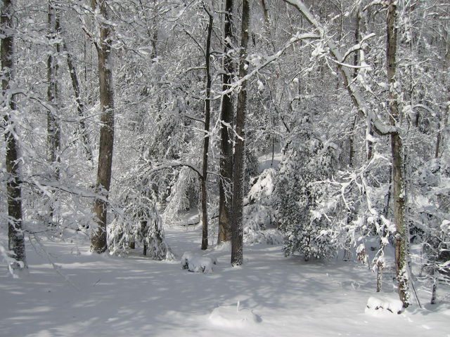 1 Mar 2009 Snow in Town Creek