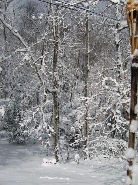 1 Mar 2009 Snow in Town Creek