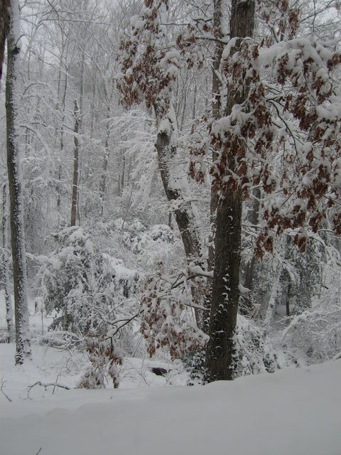 1 Mar 2009 Snow in Town Creek