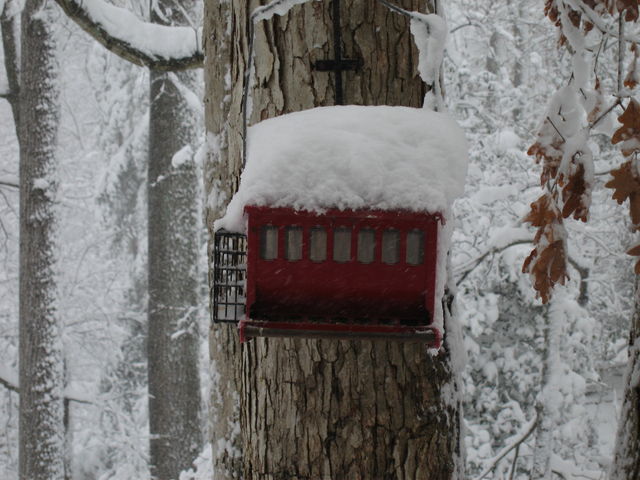 1 Mar 2009 Snow in Town Creek