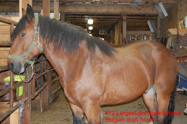 #12 Largest domestic animal (Belgian Draft Horse)