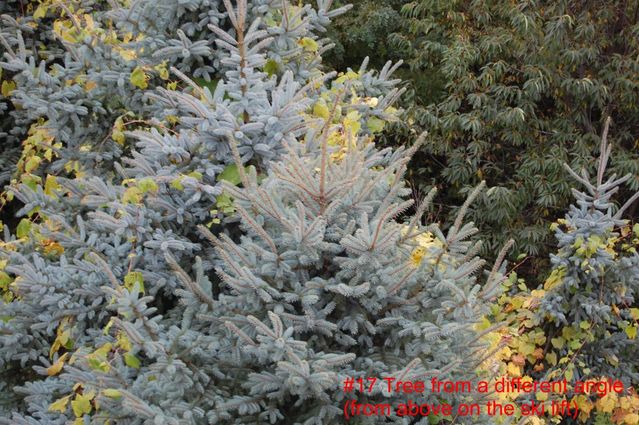 #17 Tree from a different angle (from on the chair lift)