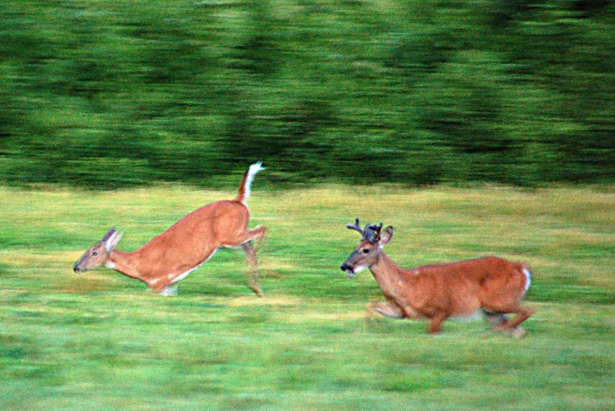 2 Deer (way to dark out - 8:40pm)