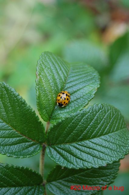 #20 Macro of a bug