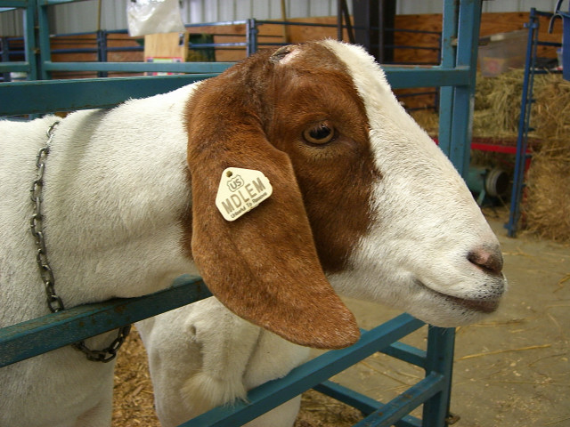 2006 Charles County Fair