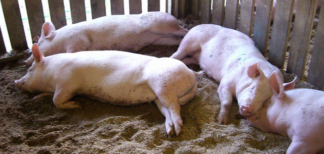 2006 Charles County Fair