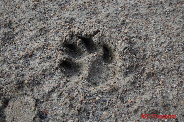 #21 Footprint