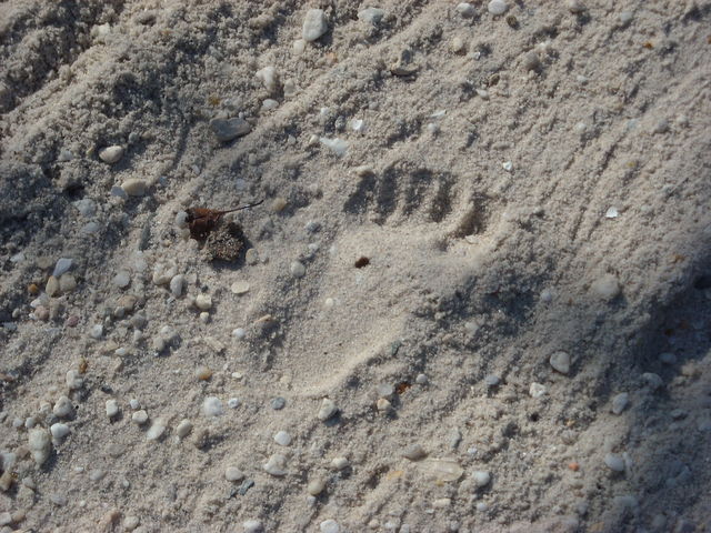 21_Footprint