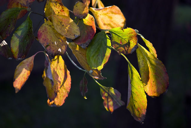 #38 A Sign of Fall Approaching