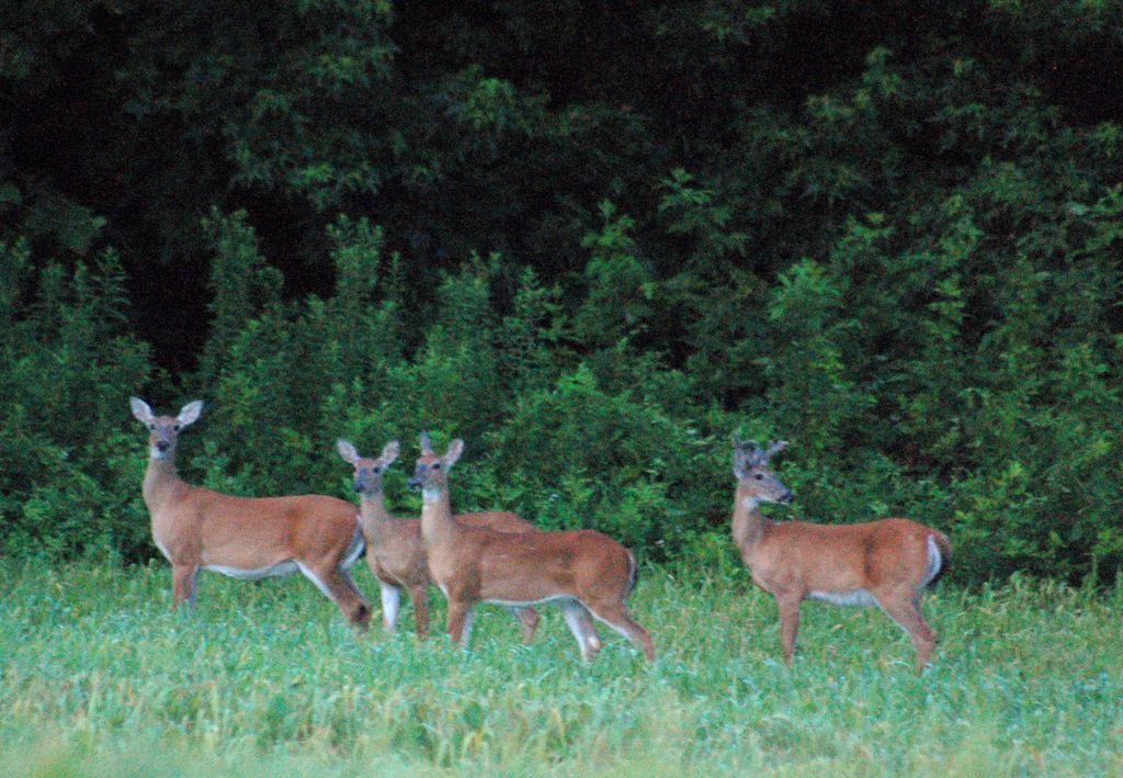 4 Deer (way to dark out - 8:40pm)