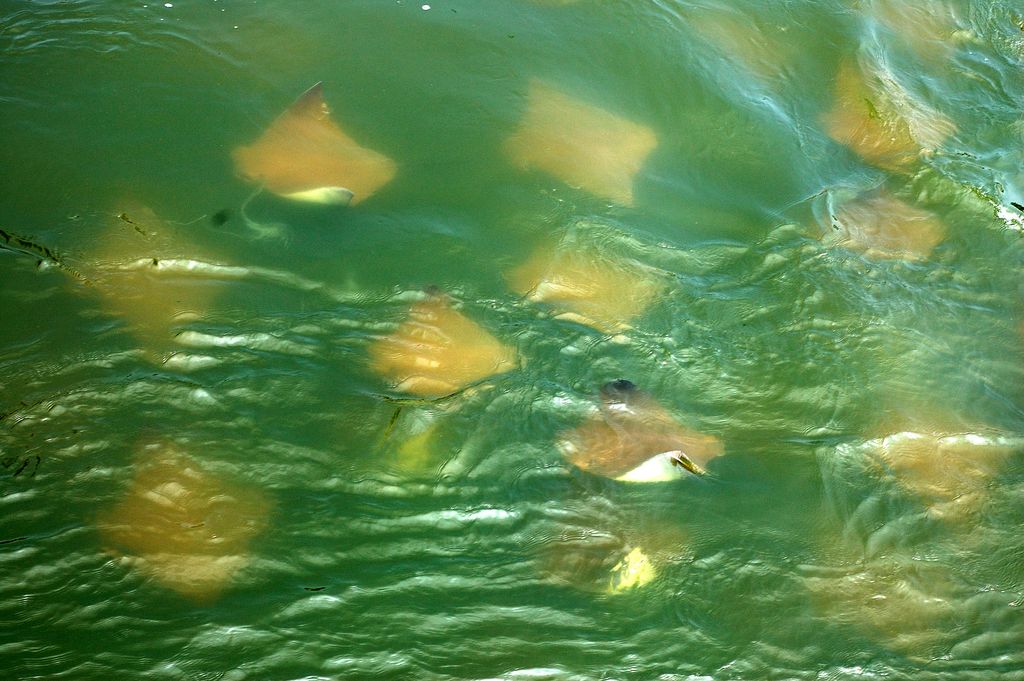 40 or 50 Cownose Rays (Hog Point)