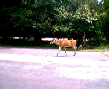 a deer  at rest stop in VA