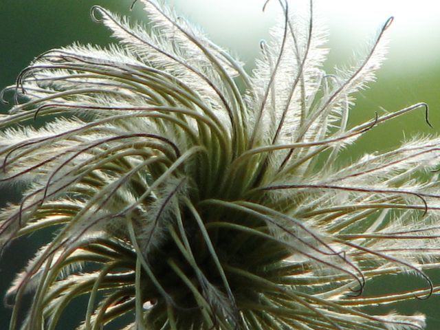 A Natural Pinwheel