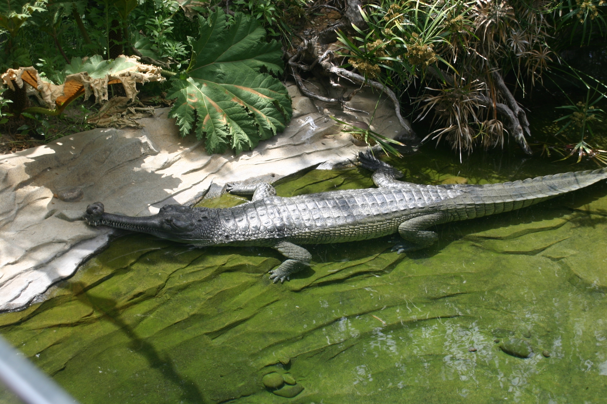 a visit to the San Diego Zoo.