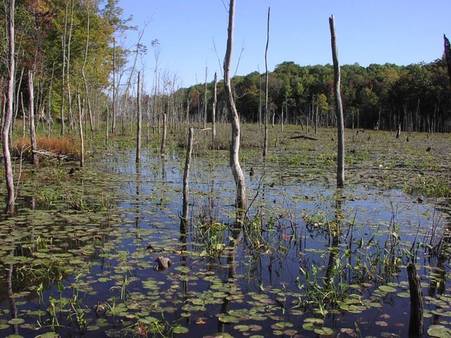 Along calvert cliffs trail