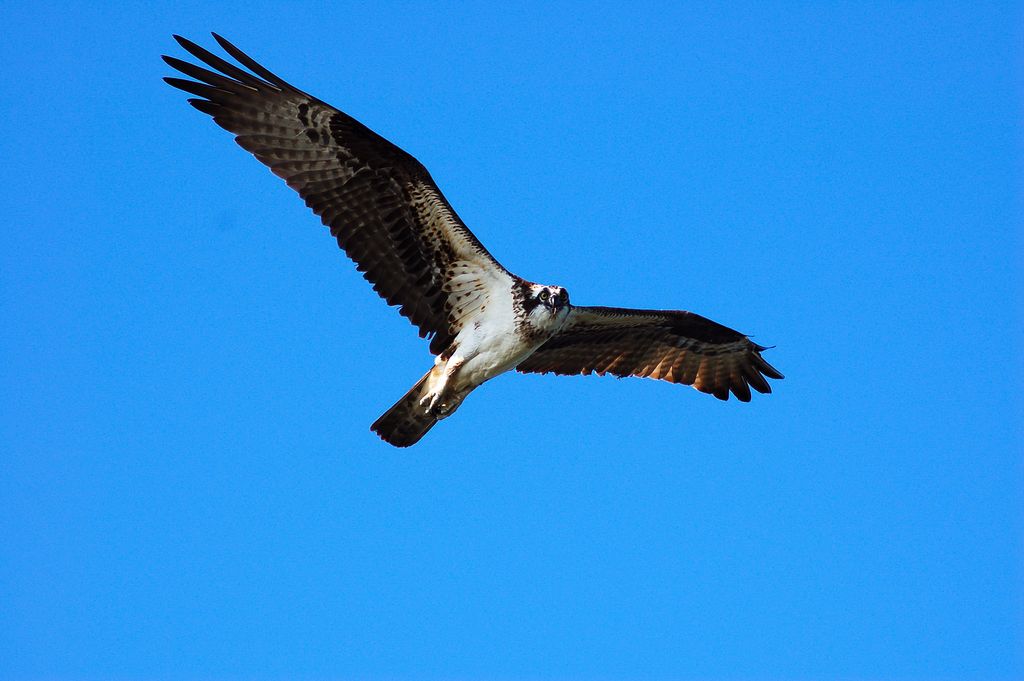 Another of a Osprey in flight