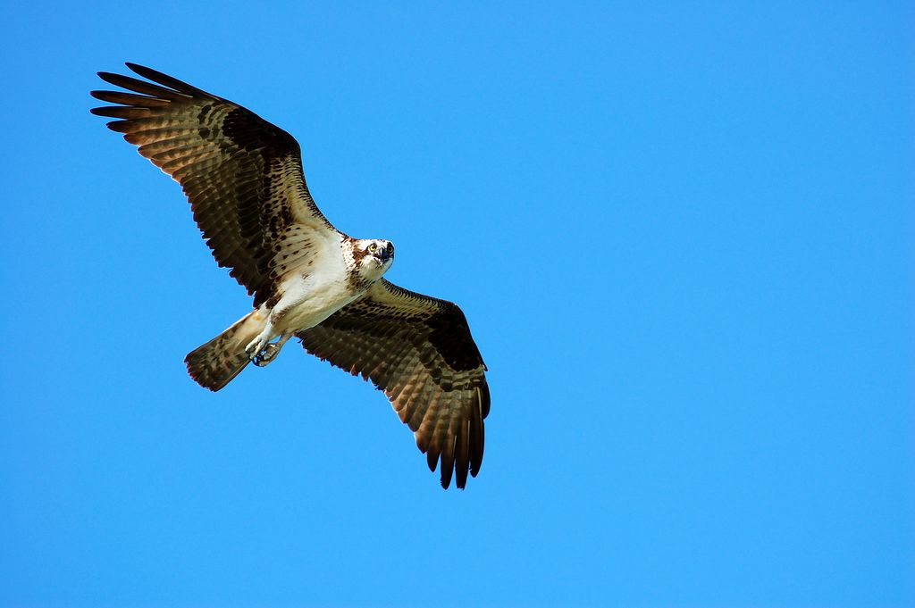 Another of a Osprey in flight