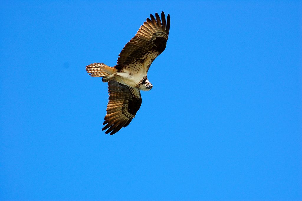 Another of a Osprey in flight